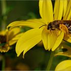 Biene im Pollentaumel