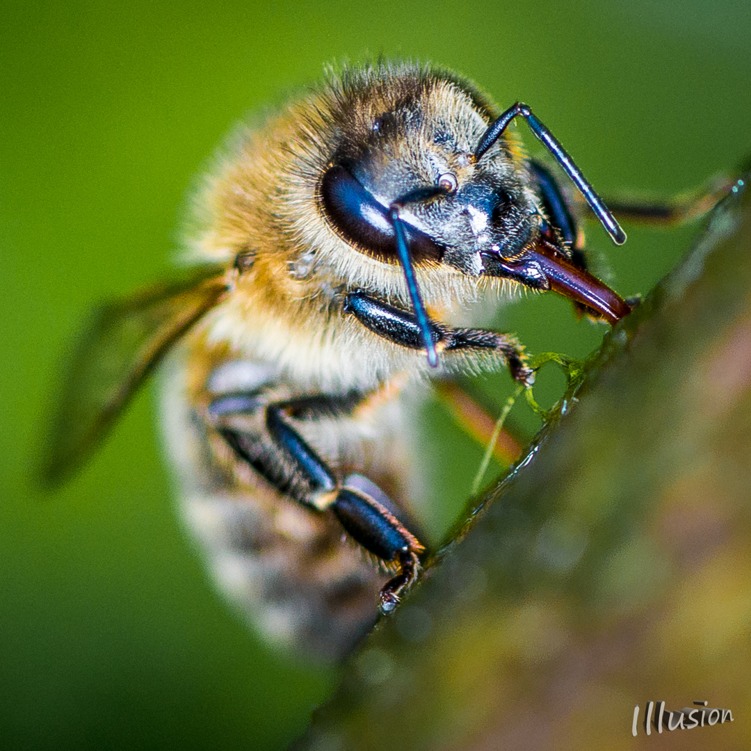 Biene im Portrait