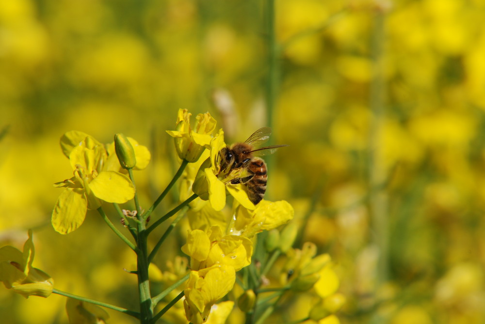 Biene im Rapsfeld