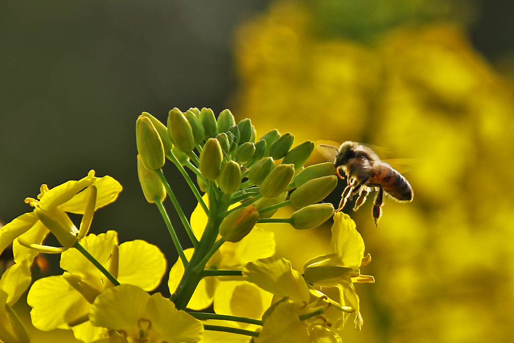 Biene im Rapsland