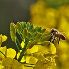 Biene im Rapsland