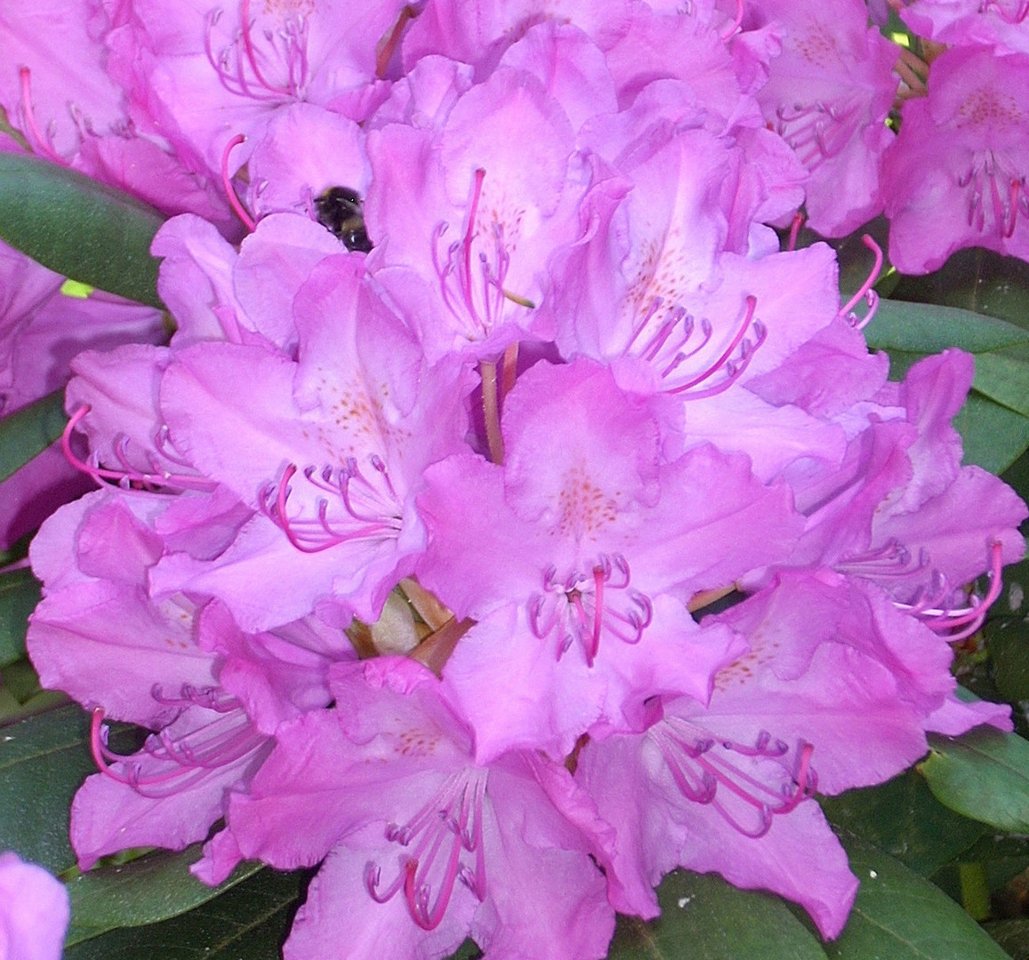 Biene im Rododendron