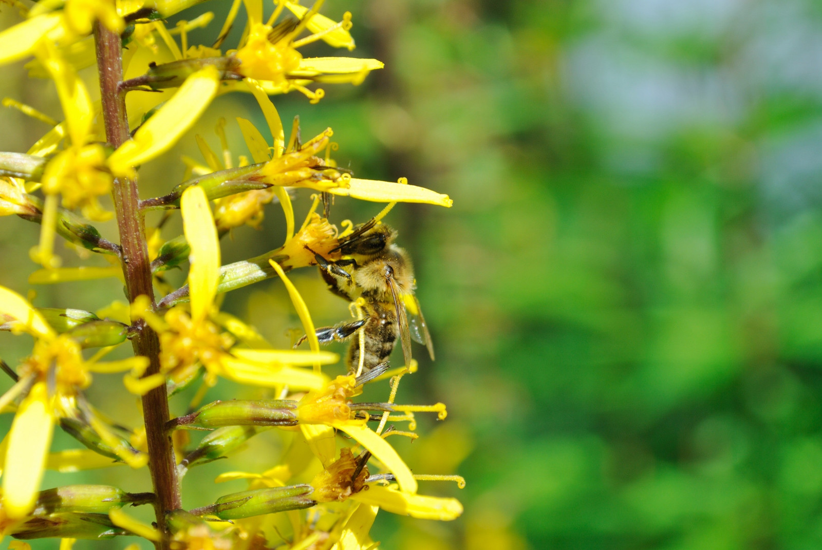 Biene im Rombergpark Dortmund
