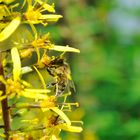 Biene im Rombergpark Dortmund