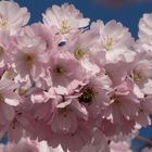 biene im rosa blüten baum