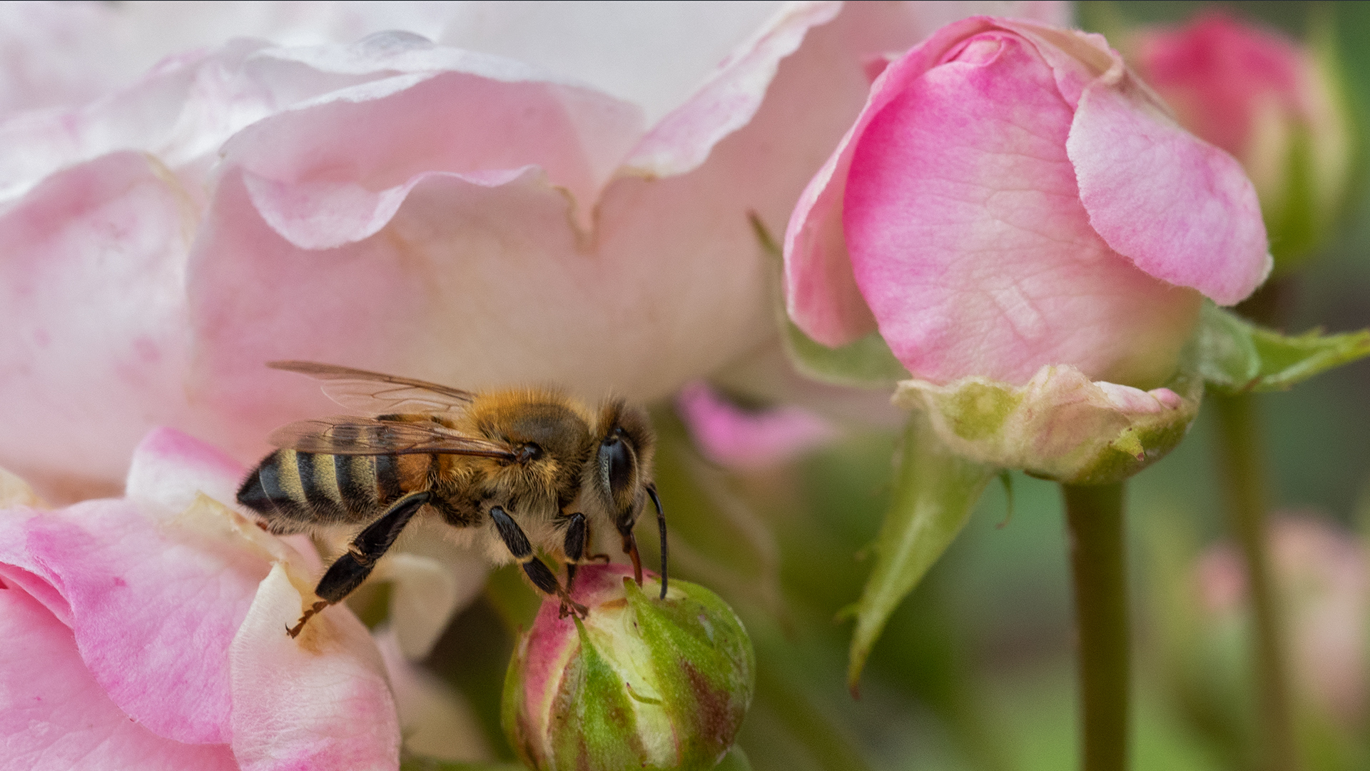 Biene  im Rosenbett