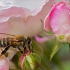 Biene  im Rosenbett