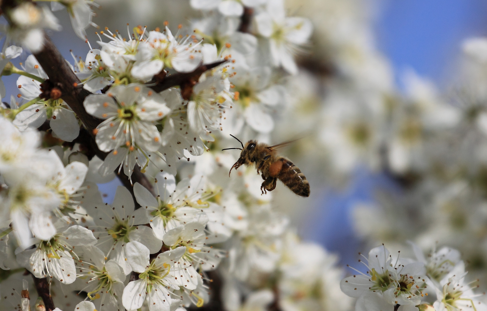 Biene im Schlaraffenland