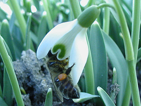 Biene im Schneeglöckchen