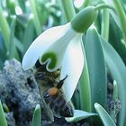 Biene im Schneeglöckchen
