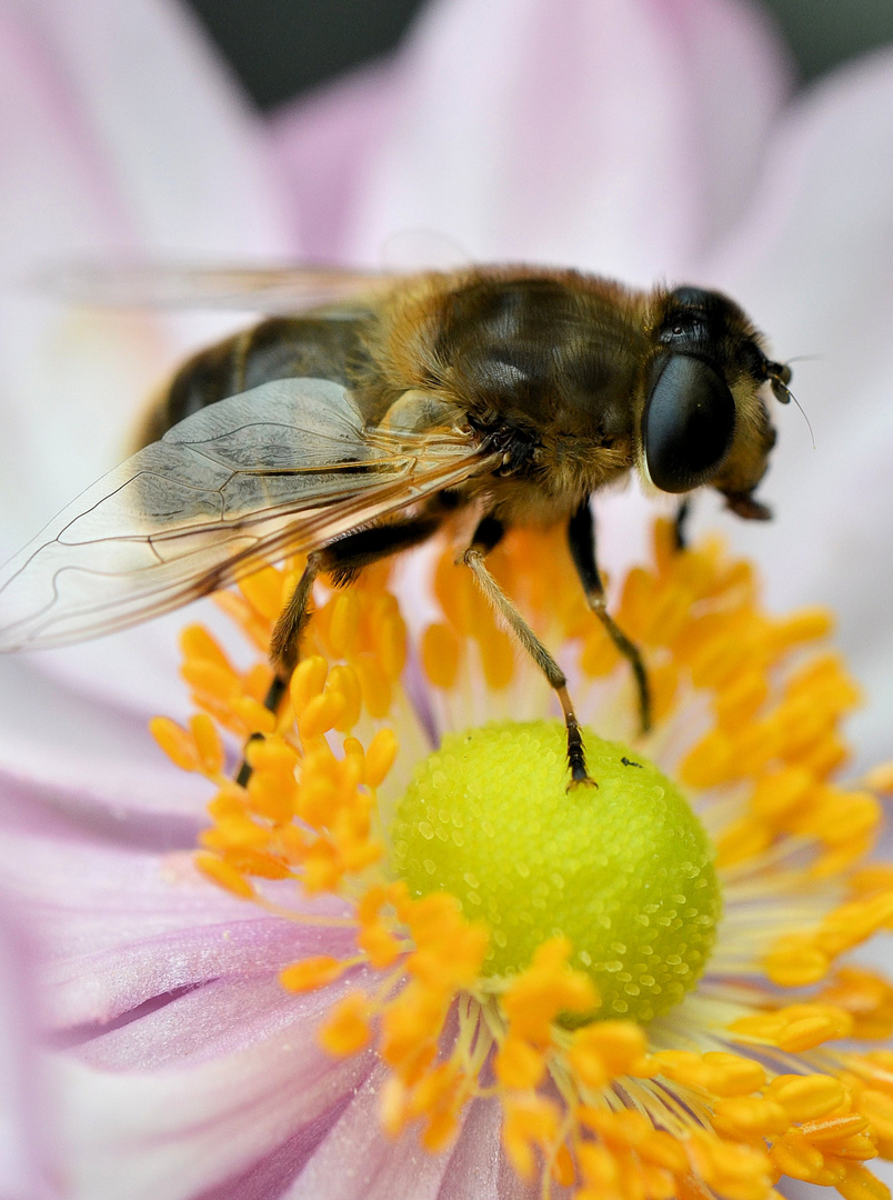 Biene im Sommer