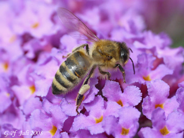 Biene im Sommerflieder