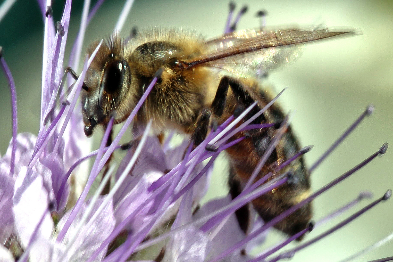 Biene im Sommergarten