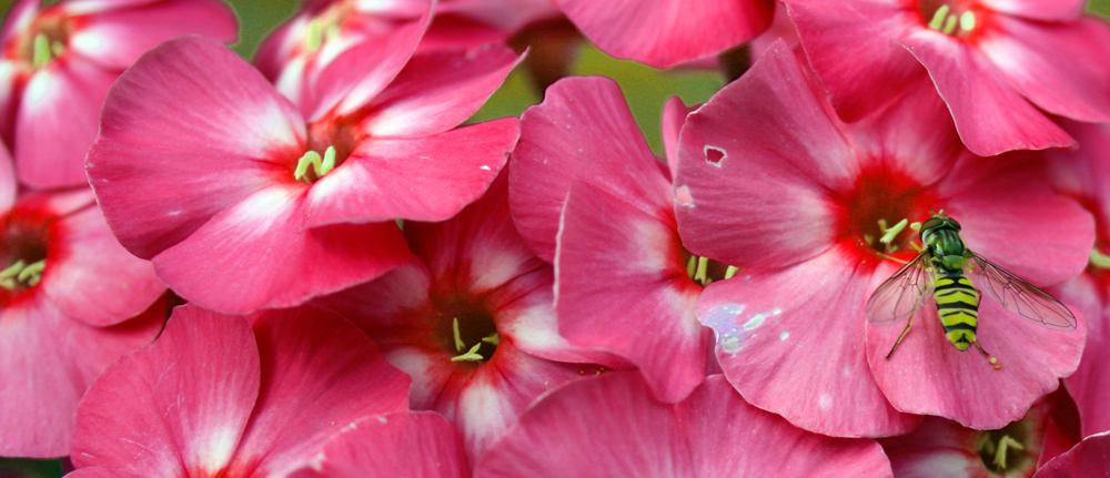 Biene im Sommergarten