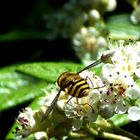 Biene im Sommergartnen