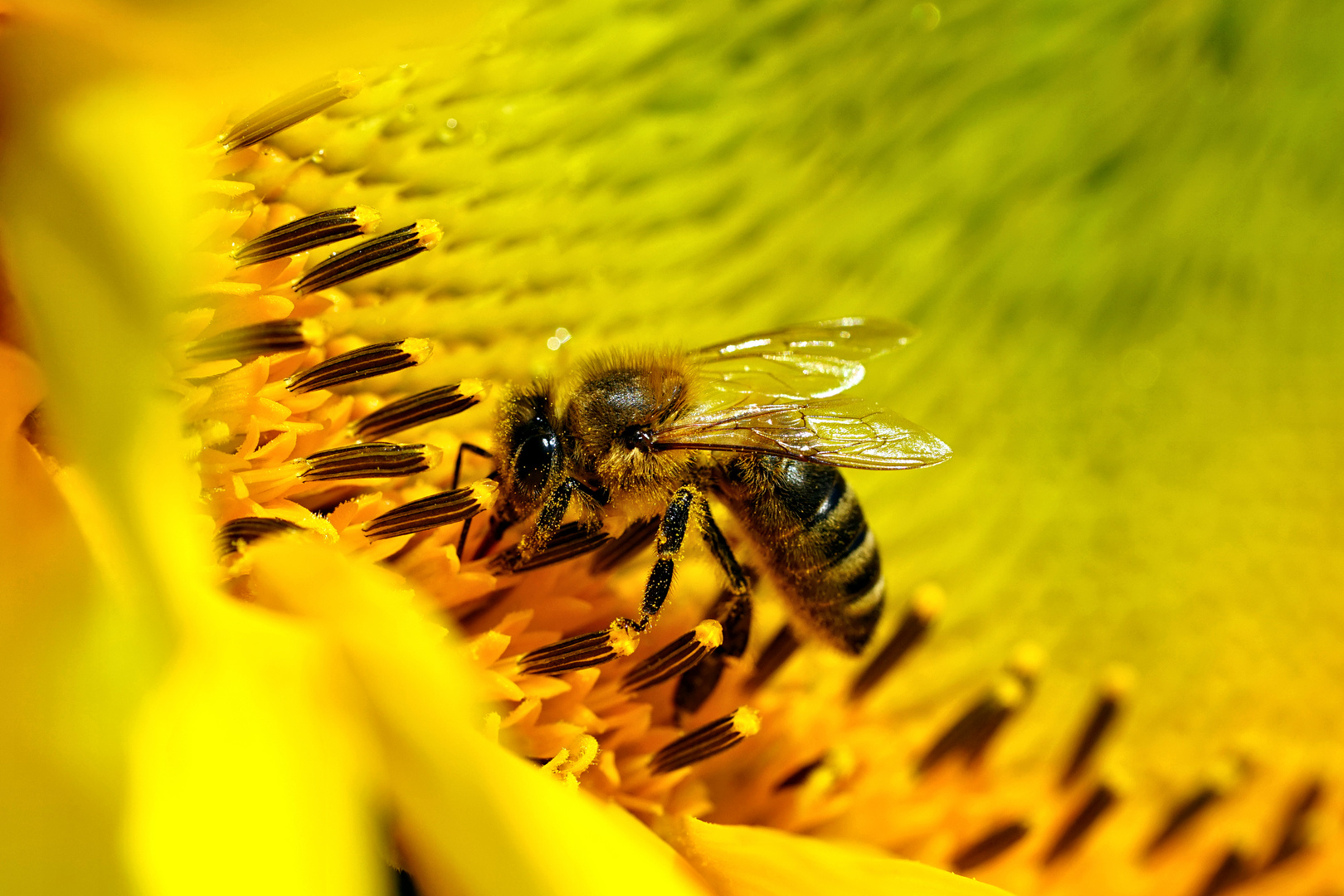 Biene im Sonnenblumenparadies