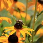 Biene im Sonnenhut - Das ist für mich Sommer