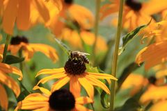 Biene im Sonnenhut - Das ist für mich Sommer