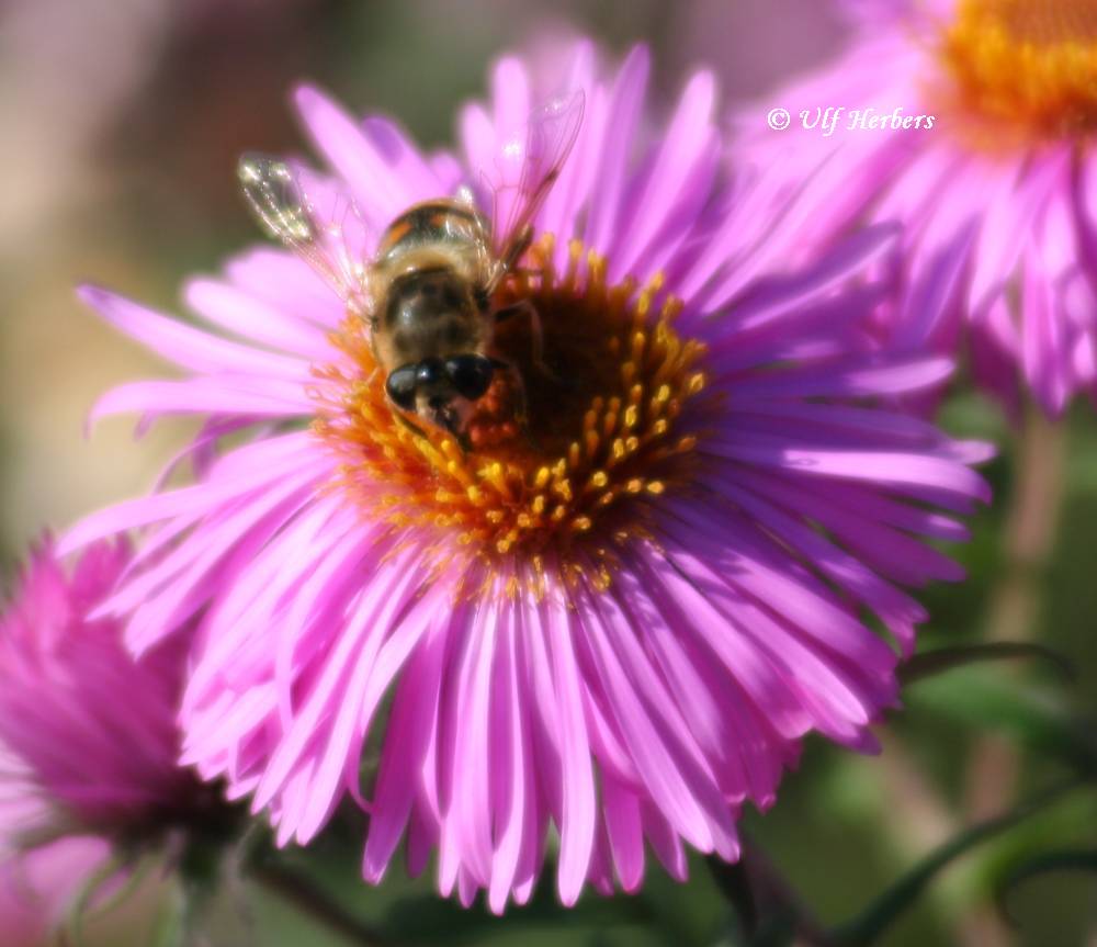 Biene im Sonnenlicht