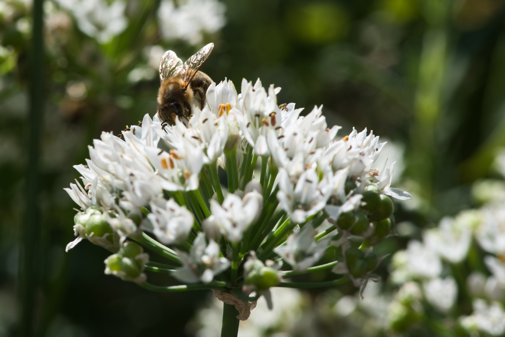 Biene im Sonnenlicht