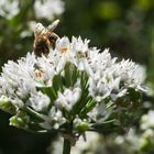 Biene im Sonnenlicht