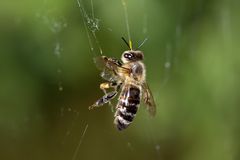 Biene im Spinnennetz