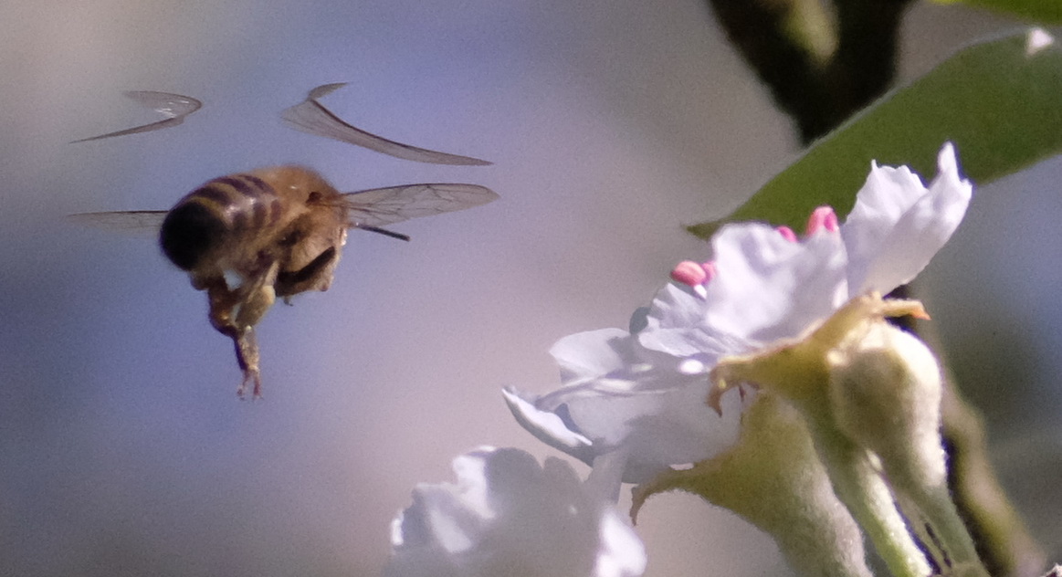 Biene im Standbetrieb