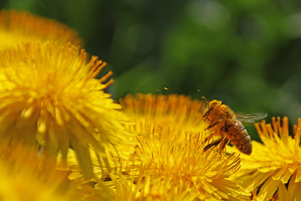 Biene im Startmodus