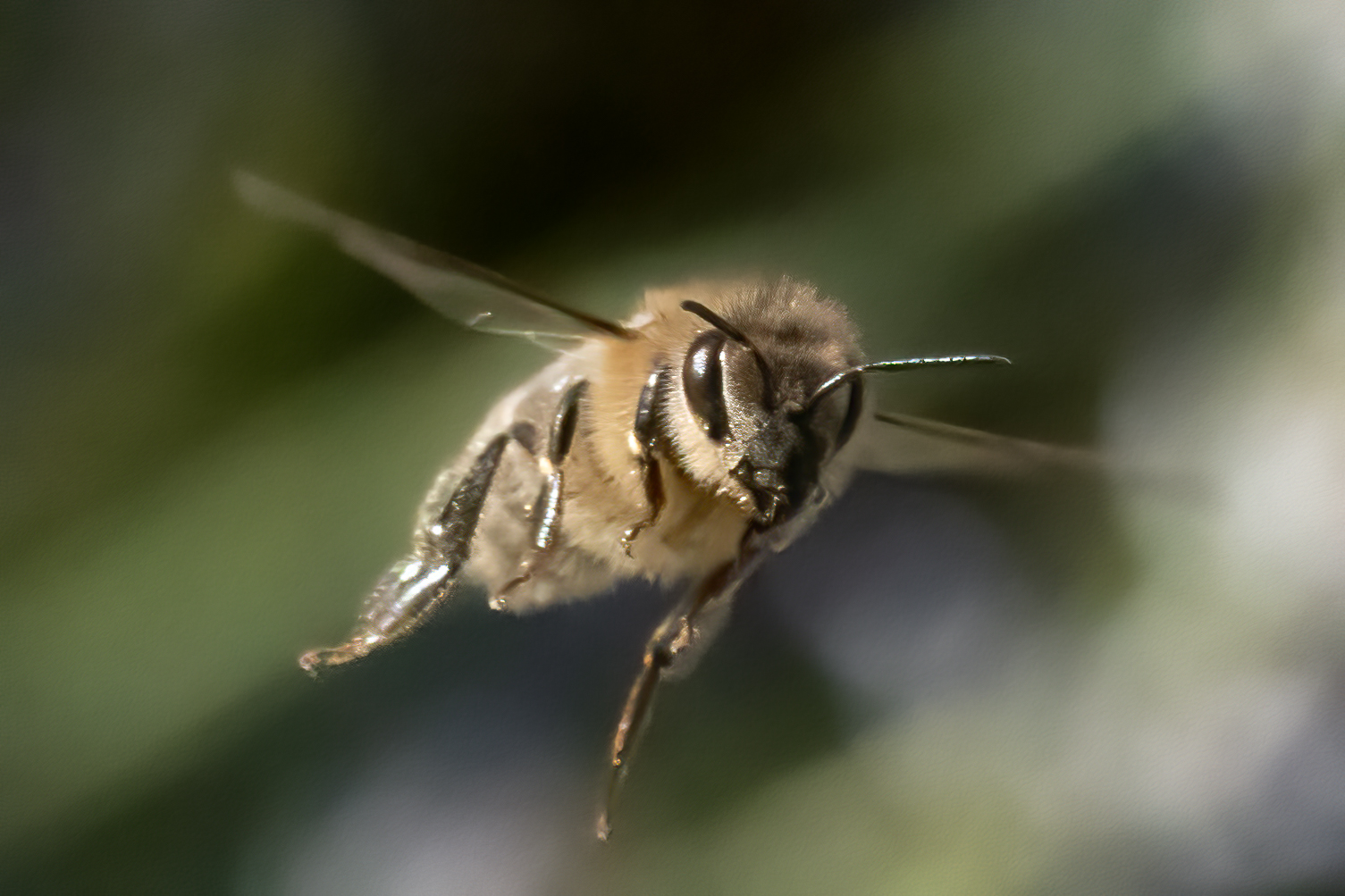 Biene im vollen Flug erwischt