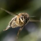 Biene im vollen Flug erwischt