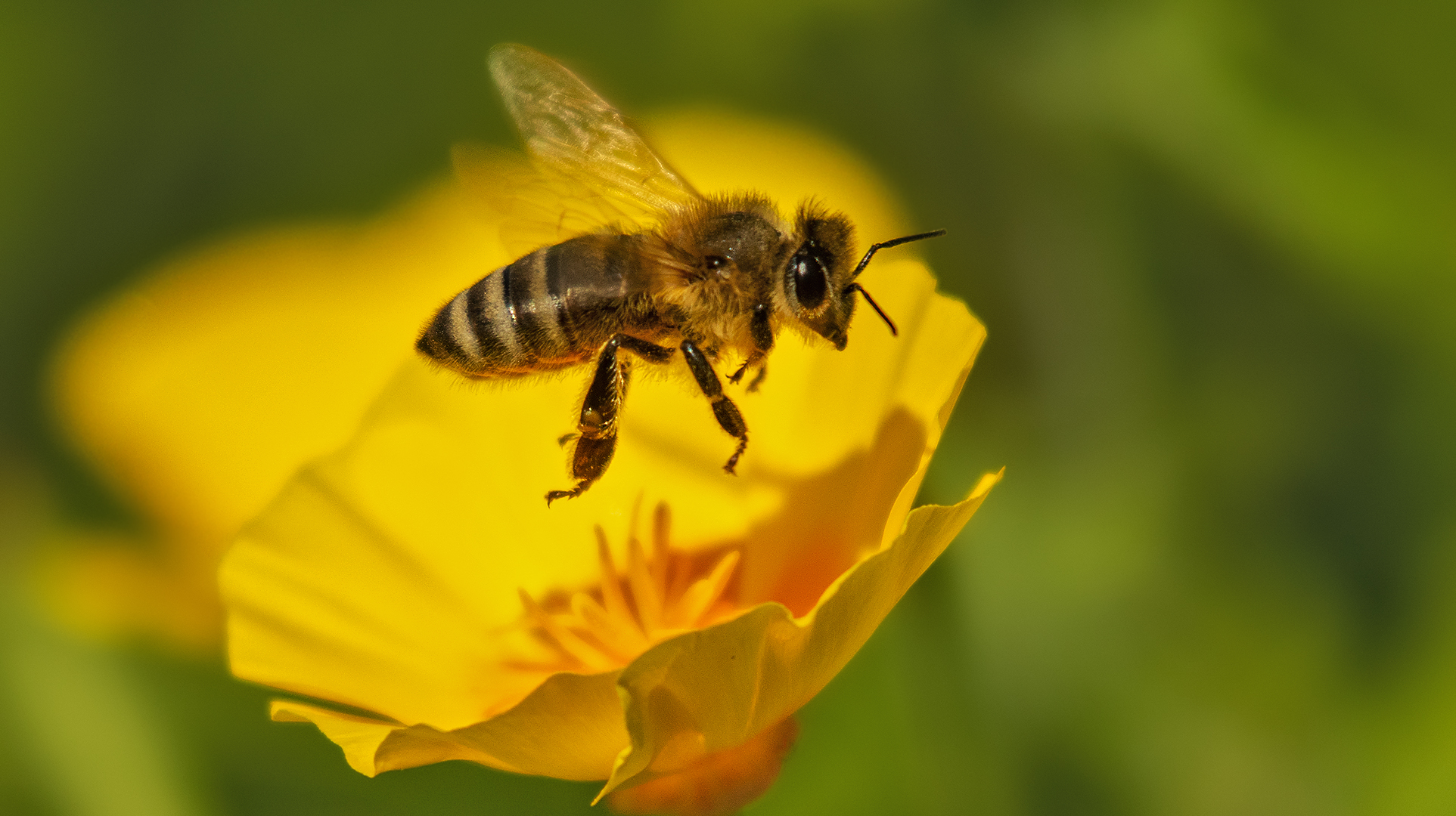 Biene im Vorbeiflug 001 Foto & Bild tiere, wildlife, insekten Bilder