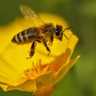 Biene im Vorbeiflug 001