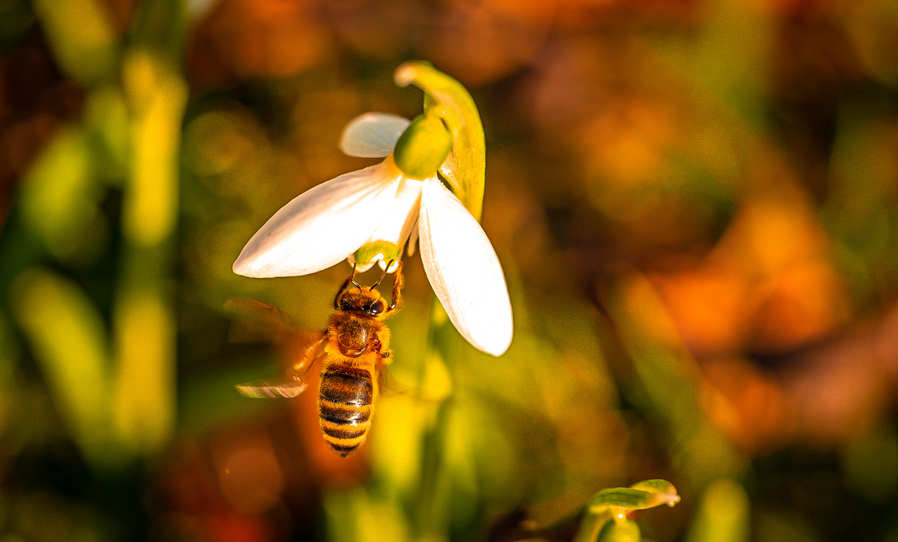 Biene im Vorfrühling