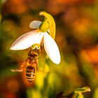 Biene im Vorfrühling