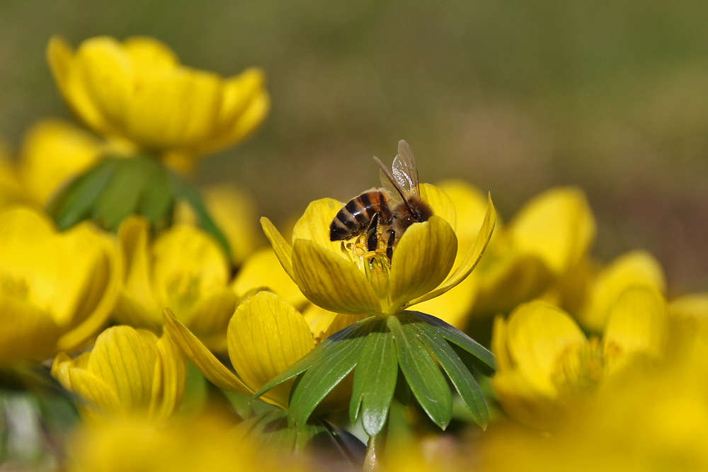 Biene im Vorfrühlings-Genuss