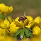 Biene im Vorfrühlings-Genuss