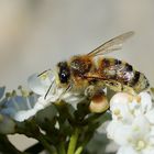 Biene im Weiss-Rausch