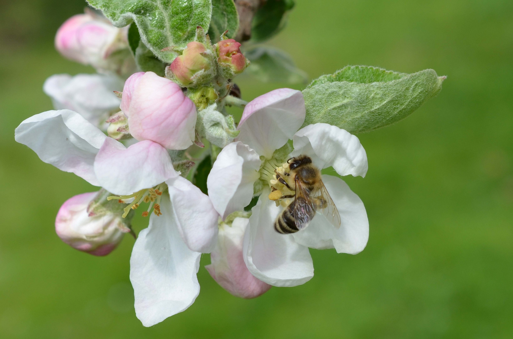 Biene in Apfelblüte