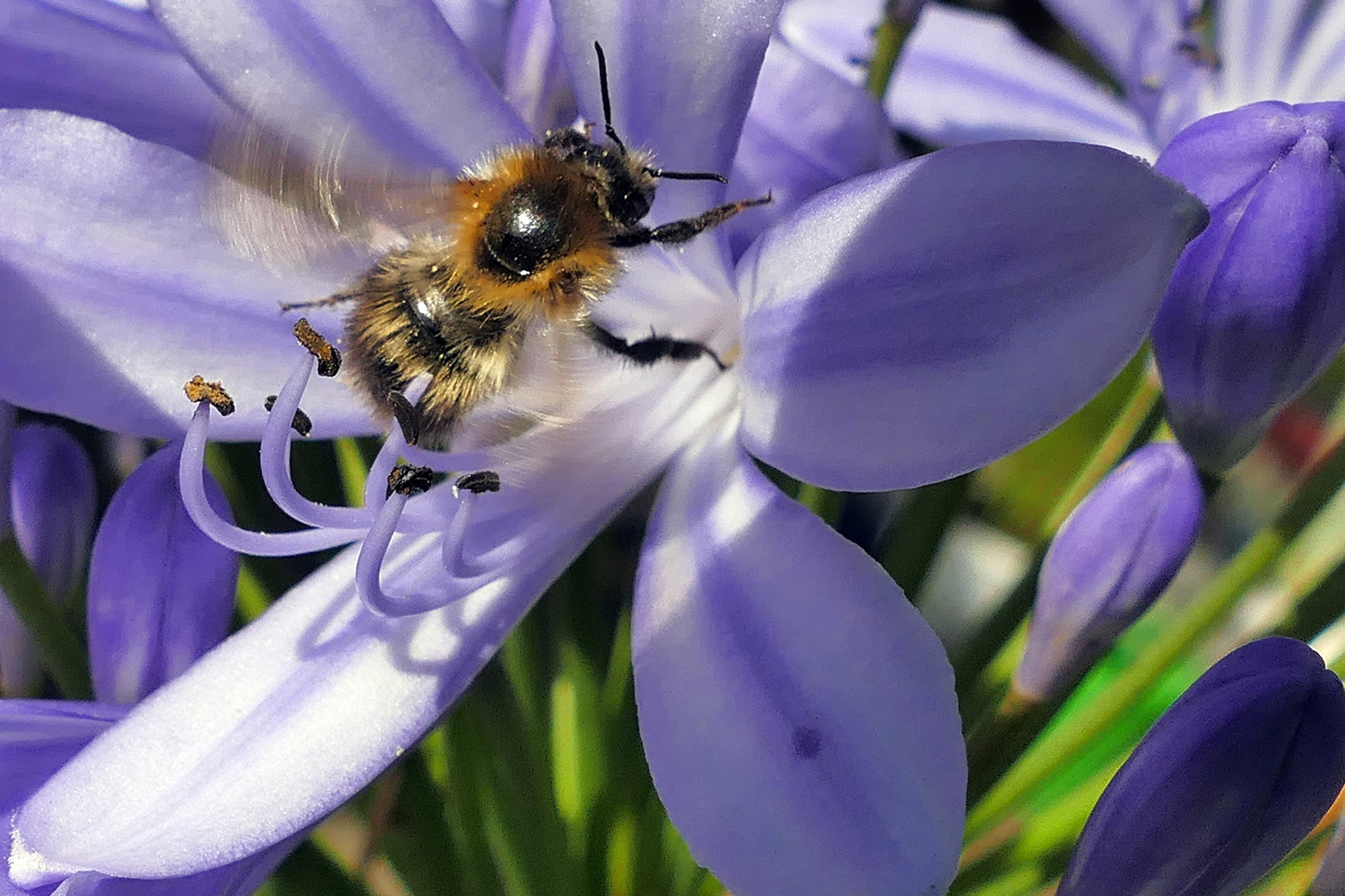 Biene in Blau