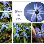 Biene in bleu