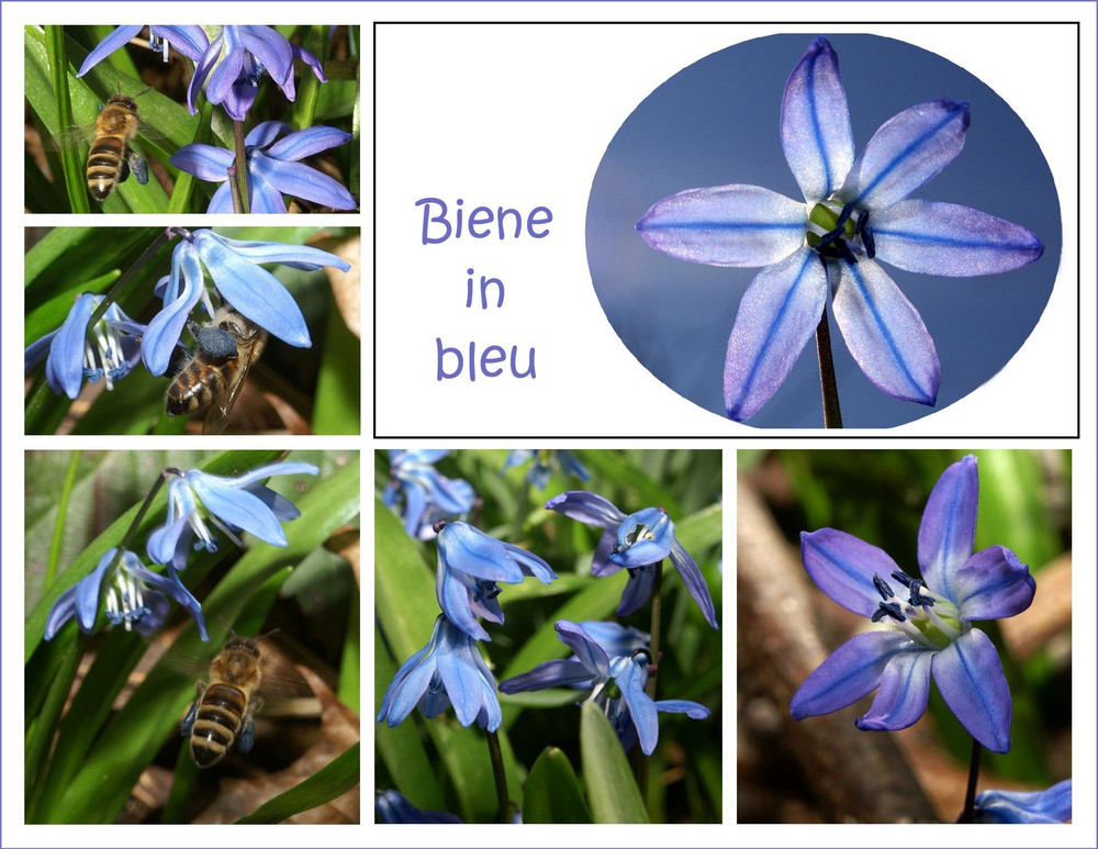 Biene in bleu