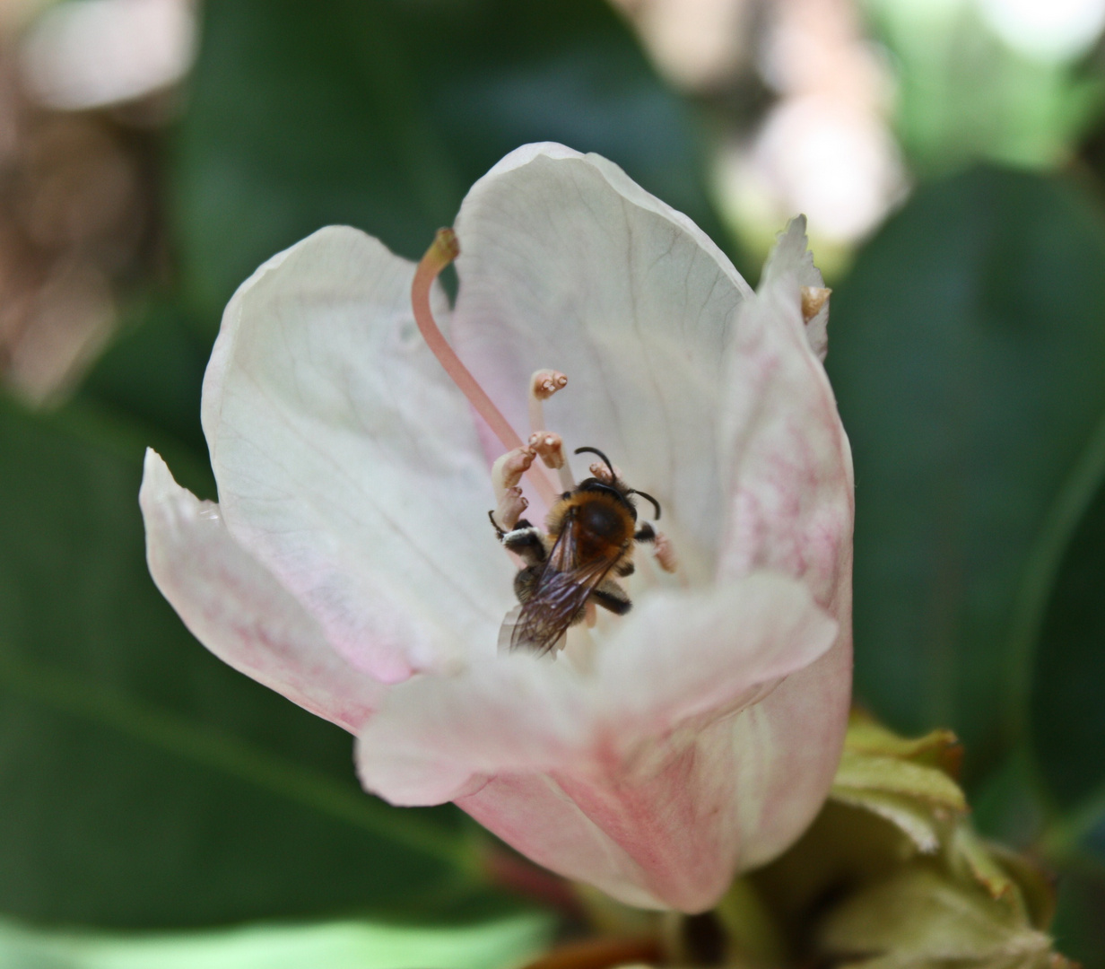 Biene in Blüte