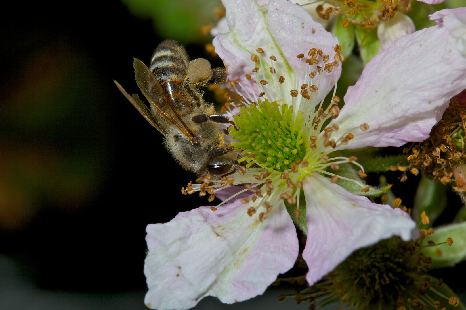 Biene in Blüte