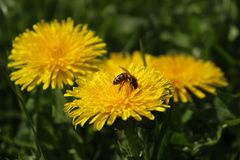 Biene in Blüten