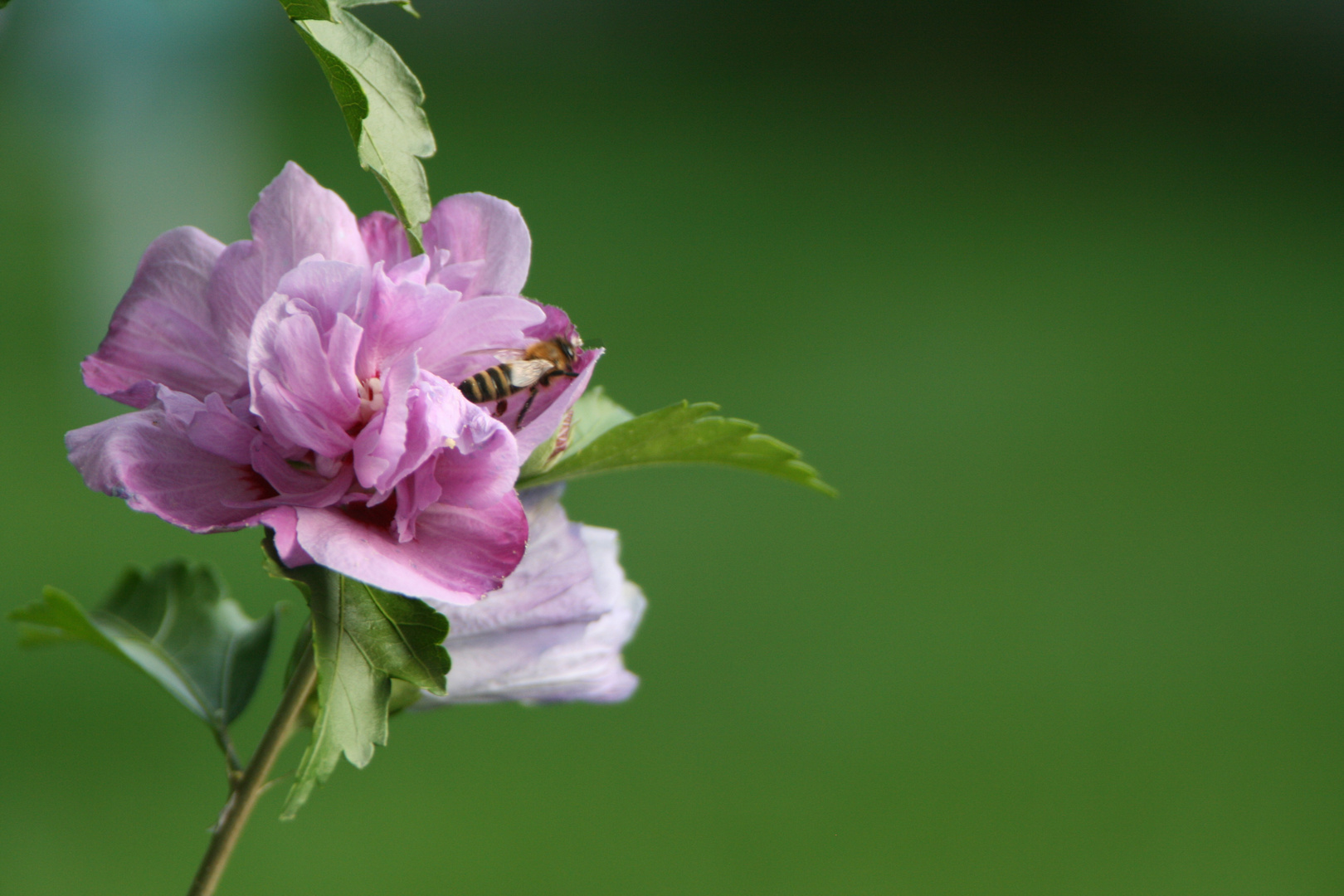 Biene in Blume