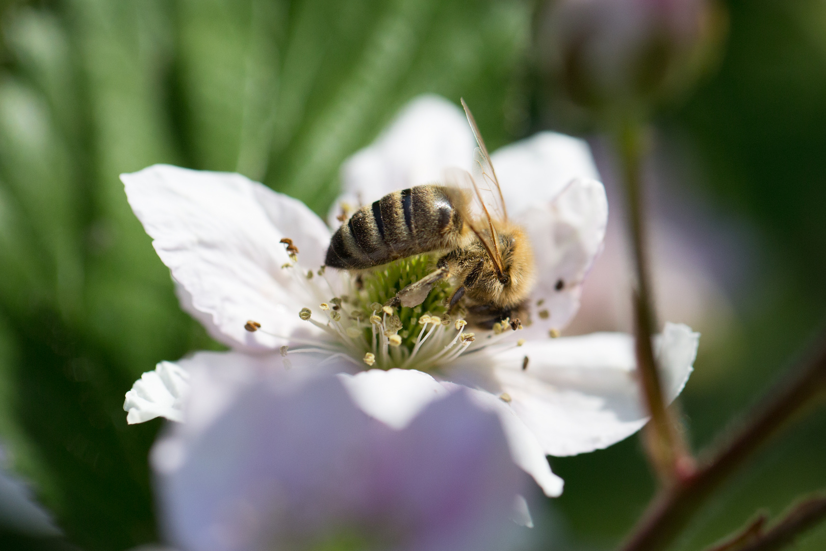 Biene in Brombeerblüte 0524