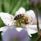 Biene in Brombeerblüte 0524