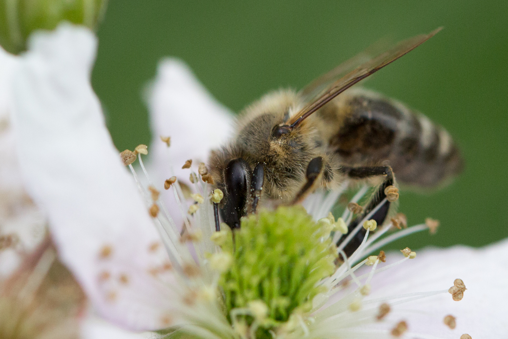 Biene in Brombeerblüte