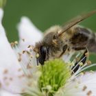 Biene in Brombeerblüte