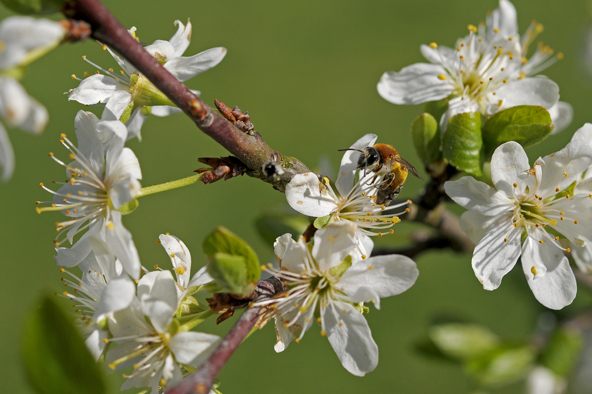 Biene in den Apfelblüten